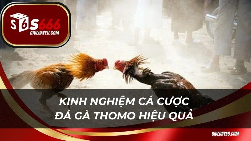 Đá Gà Thomo S666 Kinh nghiệm cá cược đá gà Thomo hiệu quả cao