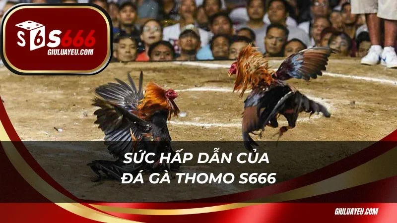 Đá Gà Thomo S666 Sức hấp dẫn của đá gà Thomo S666